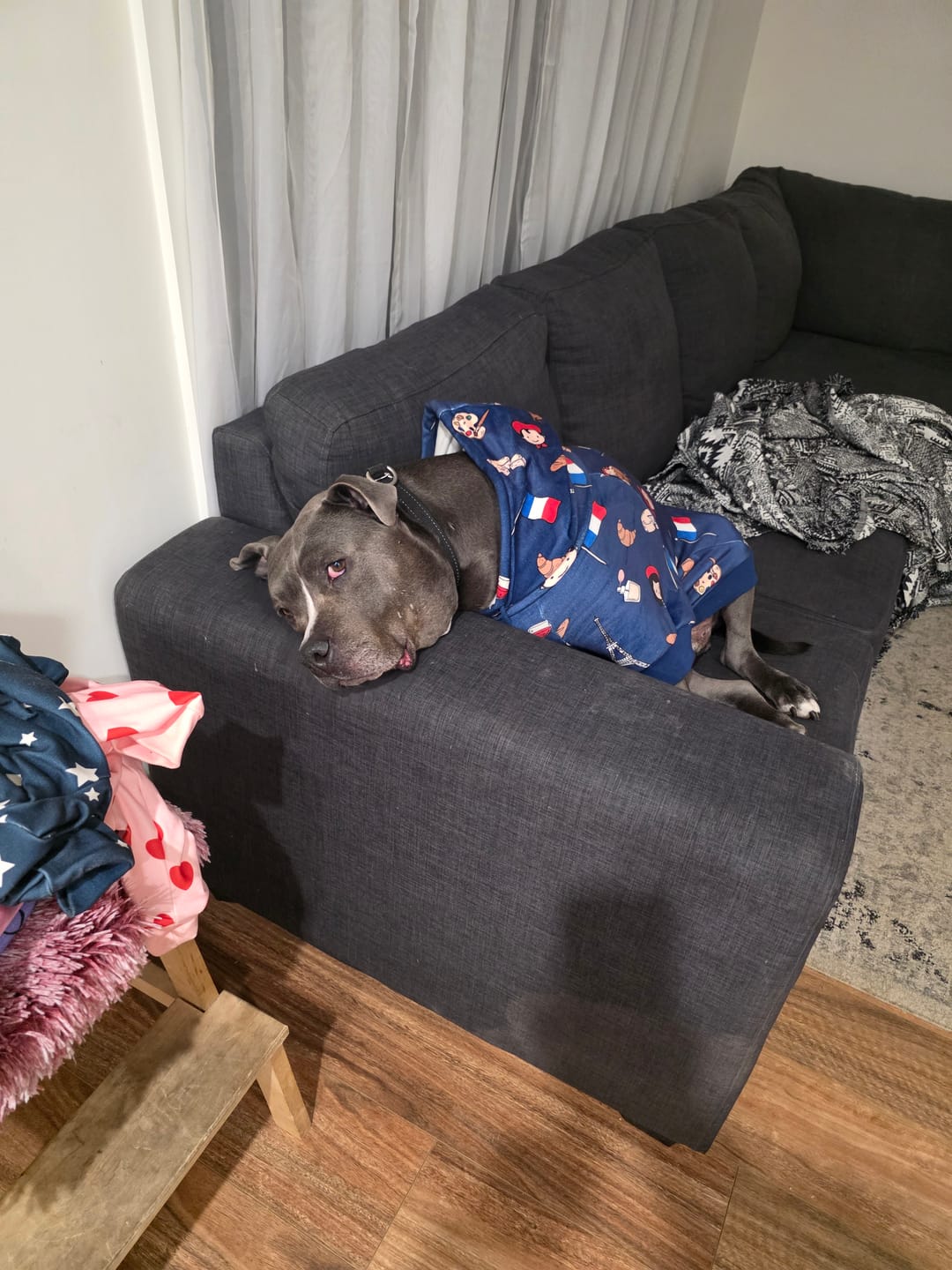 Customer photo review of The France Dog Hoodie - Blue