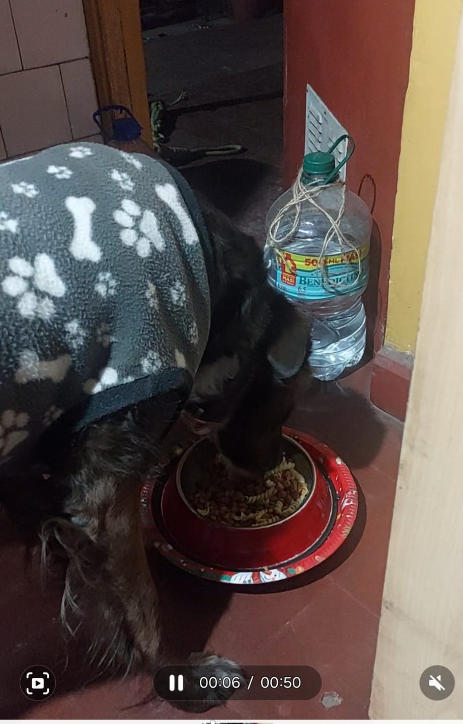 Customer photo review of CHAMPION DOG SOBRE CARNE 100GR
