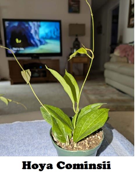 Customer photo review of Hoya cominsii