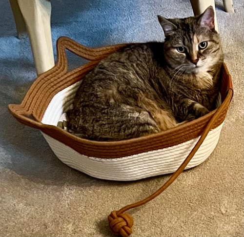 Customer photo review of Instinct Basket | Meet the first research-backed natural territory for indoor cats