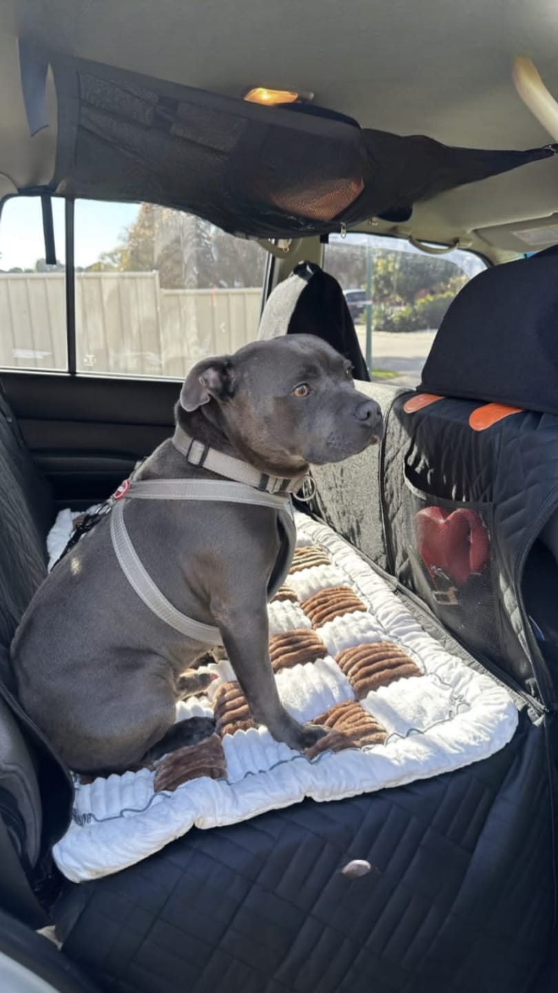Customer photo review of Marlo&Co™ Dog Seat Cover