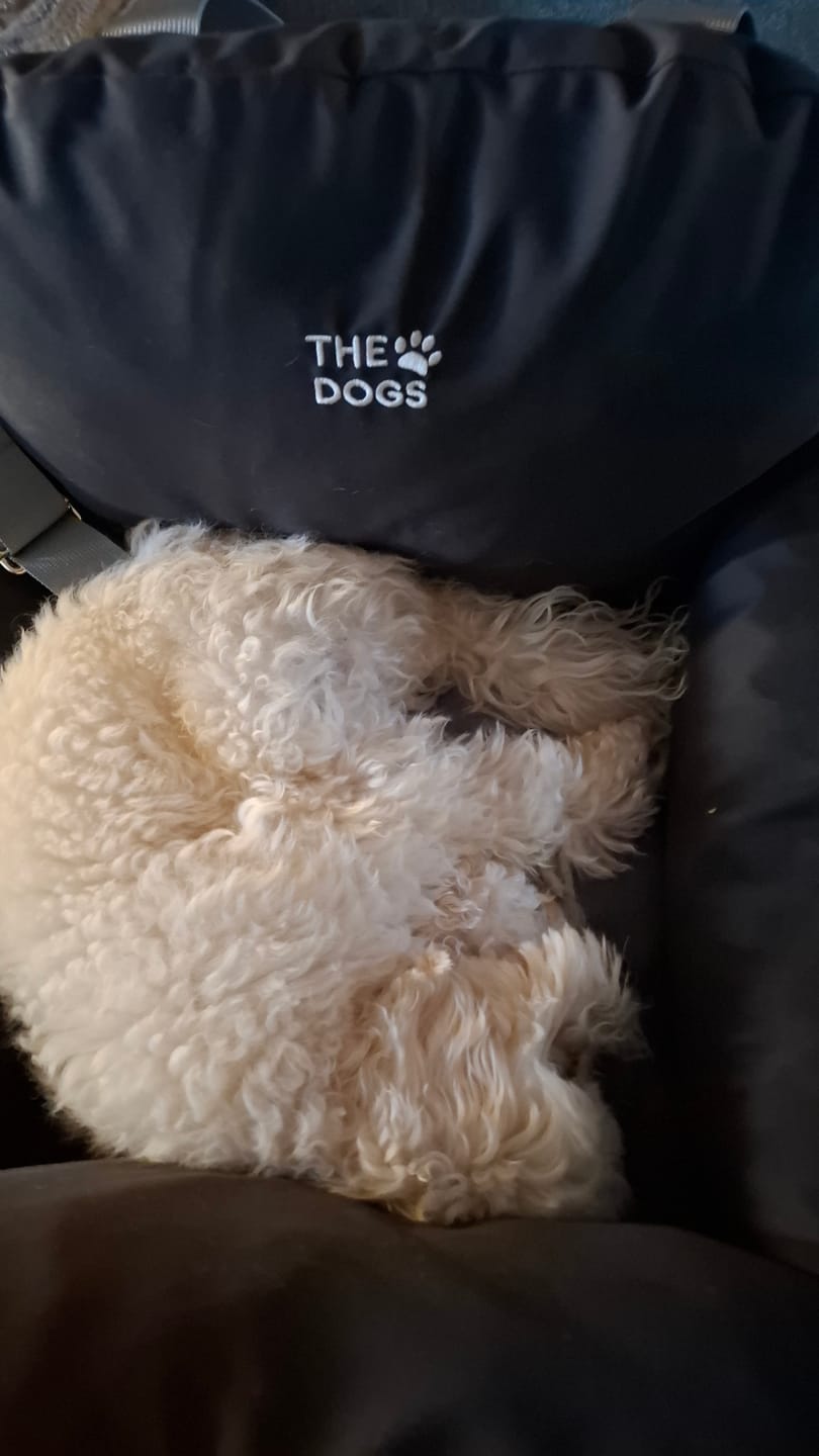 Customer photo review of Asiento Primera Clase THE DOGS — Viajes seguros y cómodos