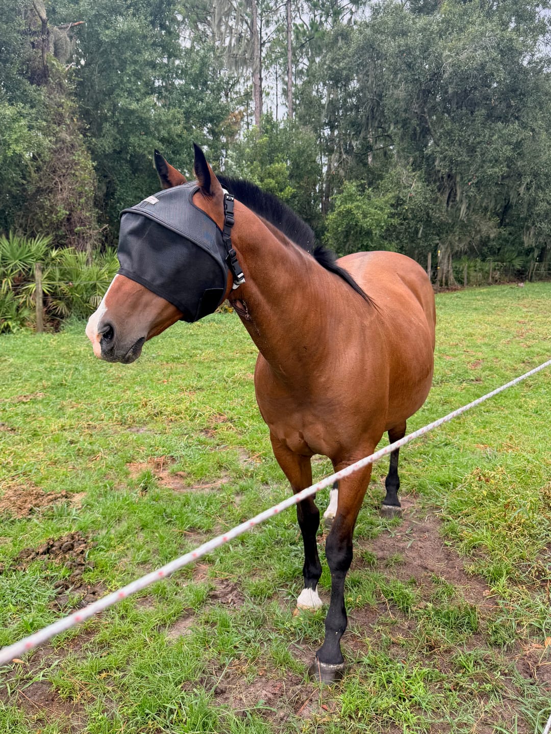Customer photo review of Solar Vizor Fly Mask - Standard Style