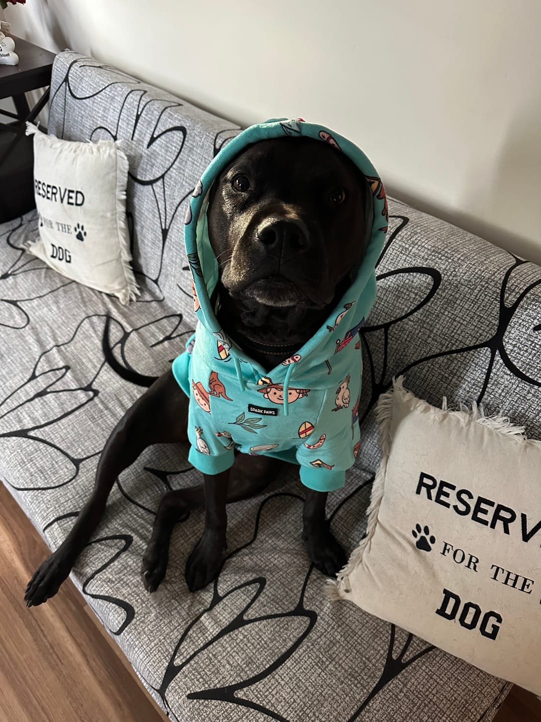 Customer photo review of The Australia Dog Hoodie - Teal