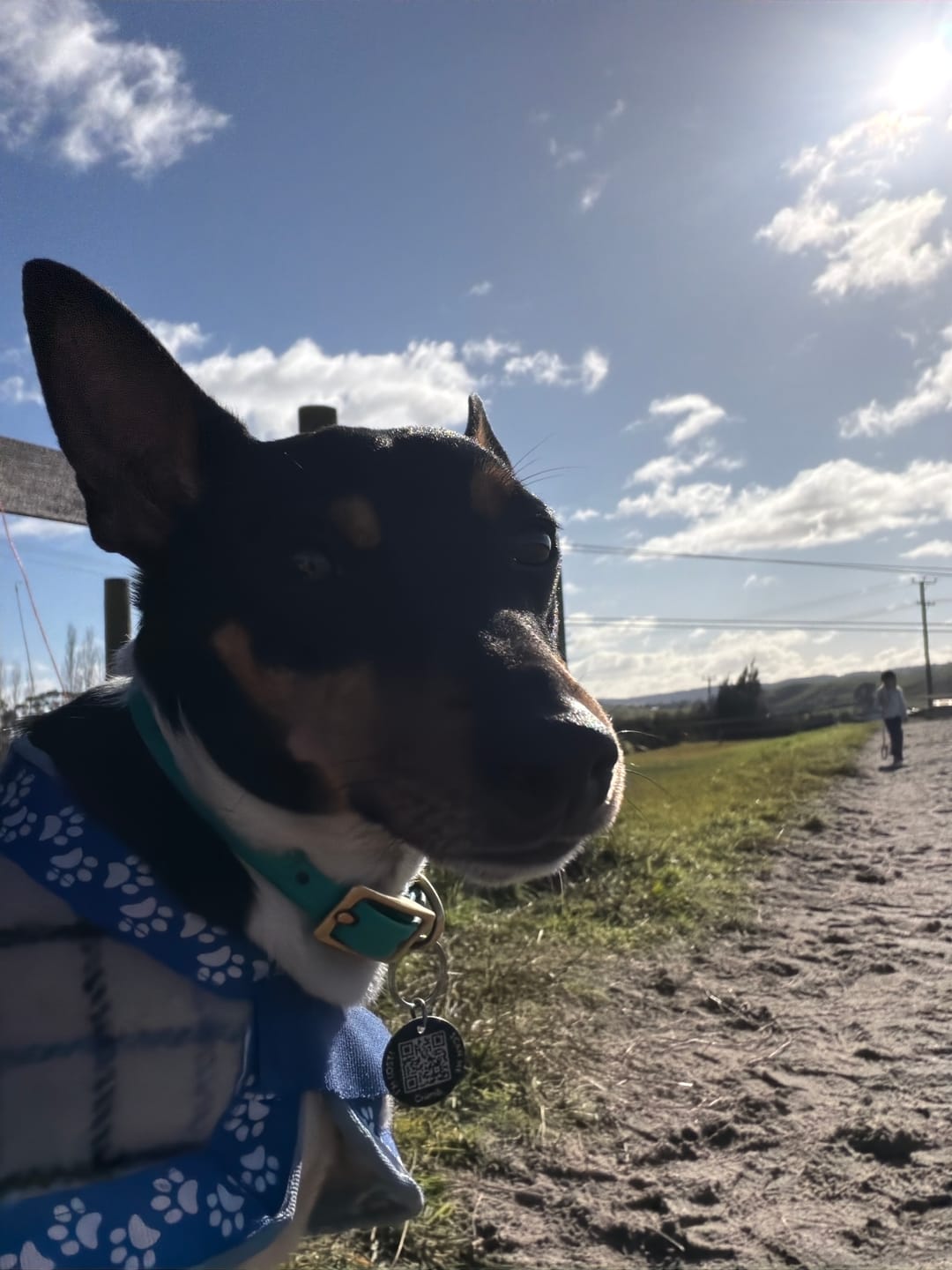 Customer photo review of Digestive-K9 Chews