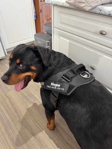 Customer's dog, Hope, wearing the black Dogshood™ harness with a personalized name patch indoors.