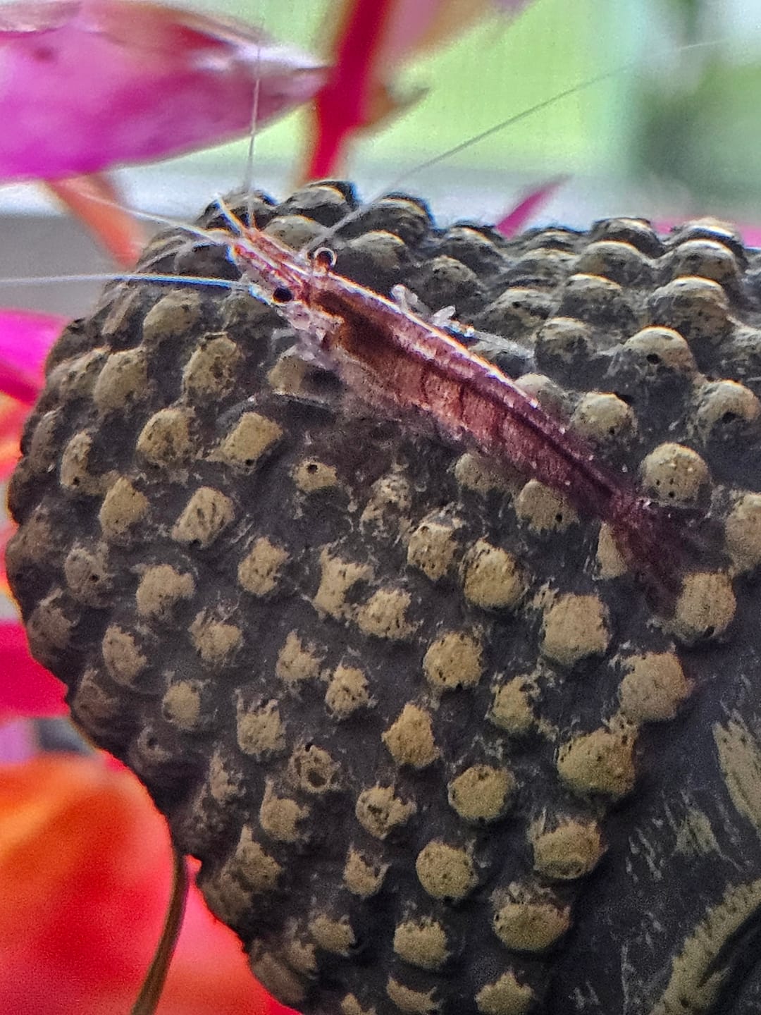 Customer photo review of Fire Red Cherry Shrimp