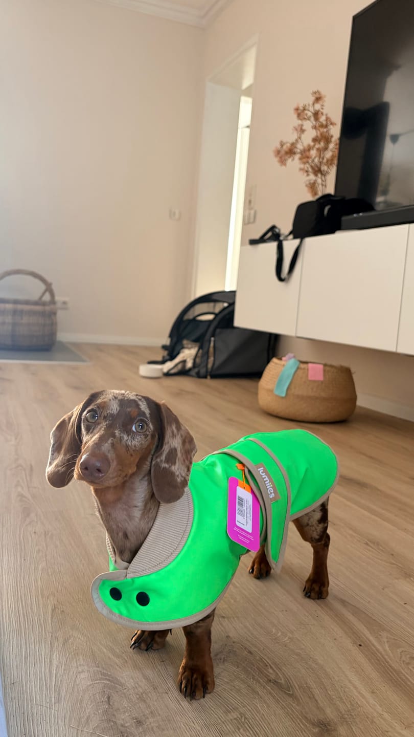 Customer photo review of THE GLOW RAINCOAT mini-fit – Hundemantel für kleine Hunderassen und Dackel in Neongrün