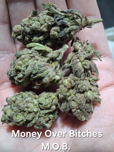 Customer photo review of Money Over Bitches (MOB) THCA Flower