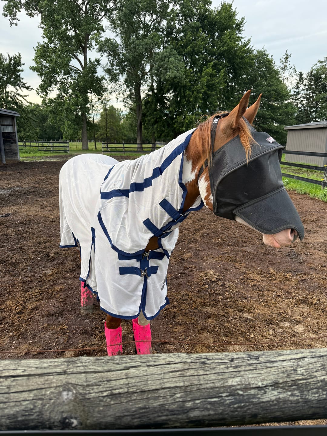 Customer photo review of Solar Vizor Fly Mask - With Nose Protection - NEW STYLE