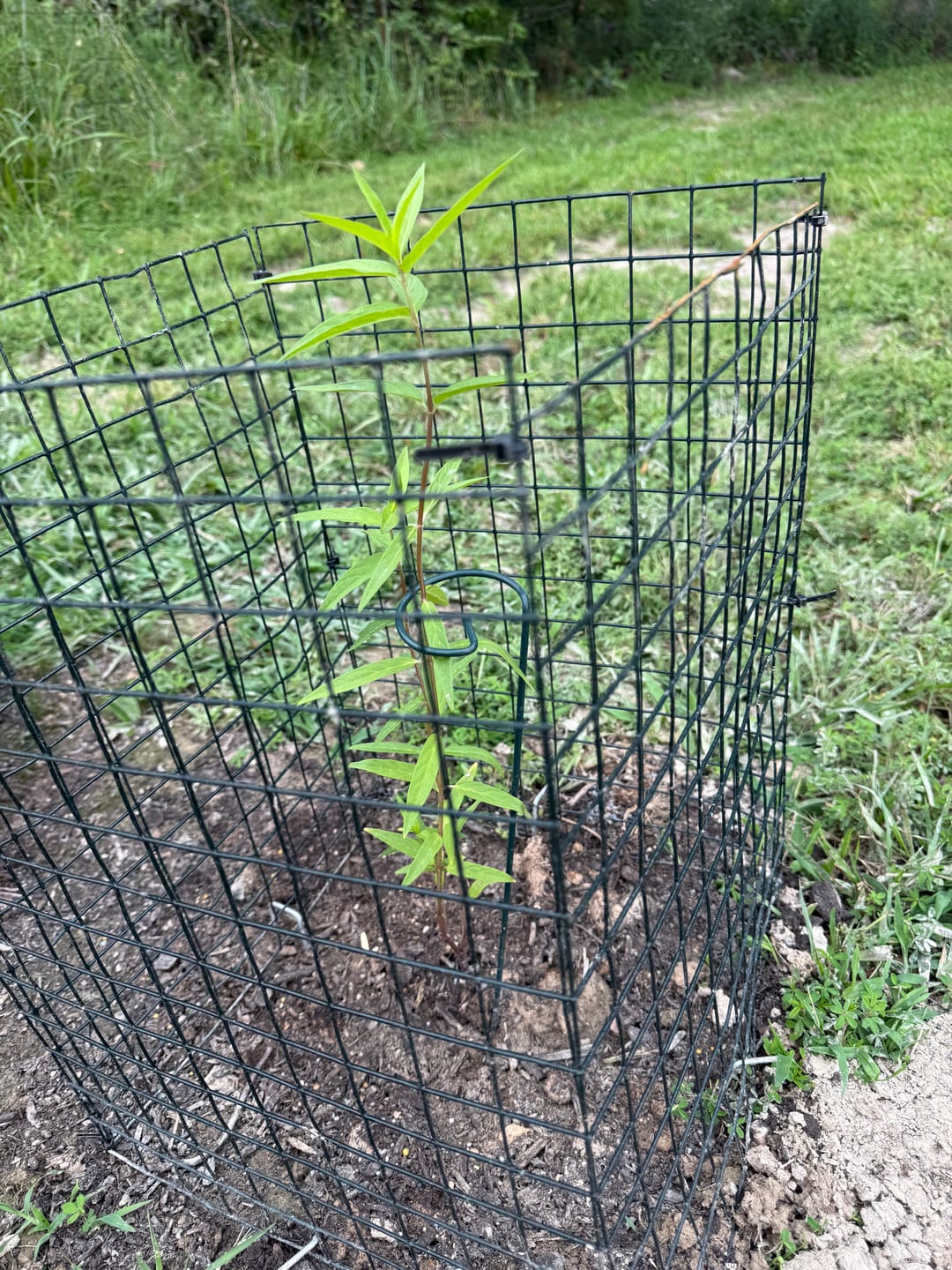 Customer photo review of Pink Swamp Milkweed