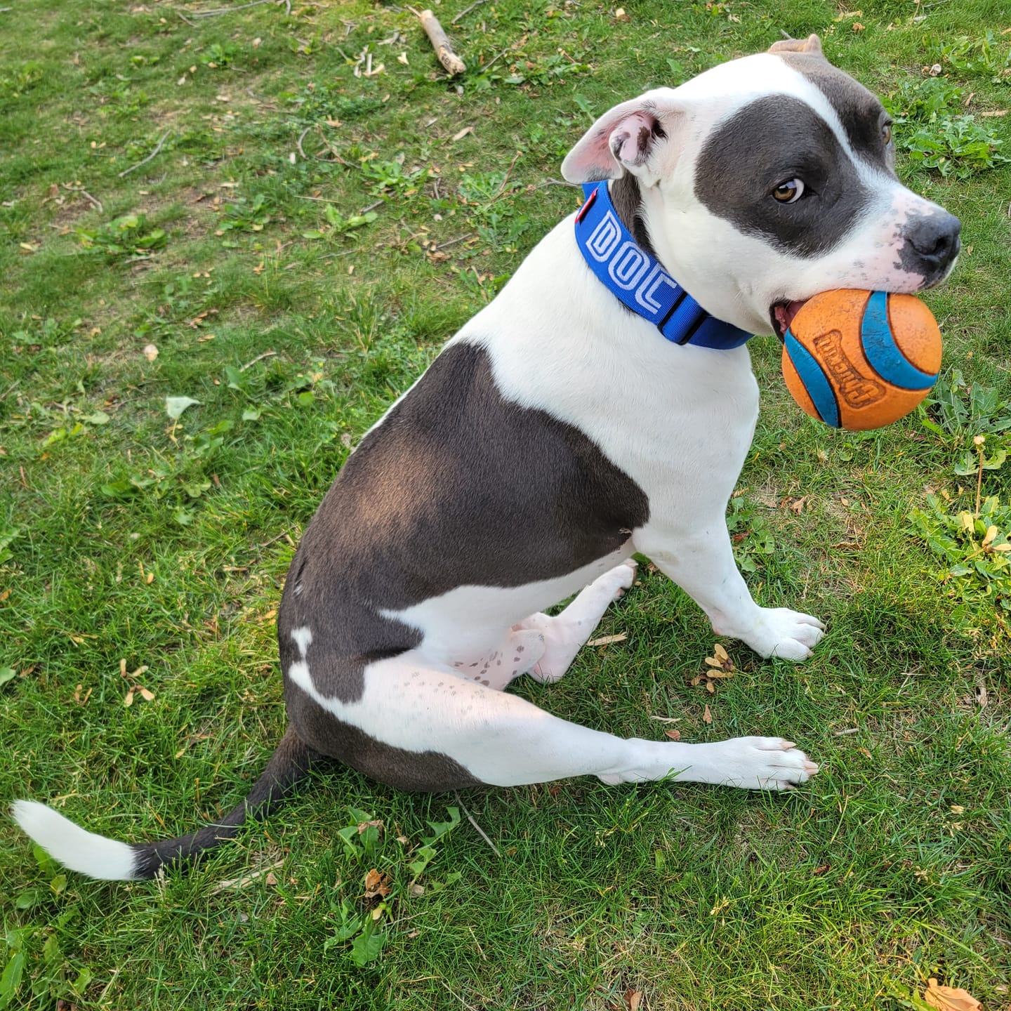 Customer photo review of 2" Tactik Dog Collar - Cobalt