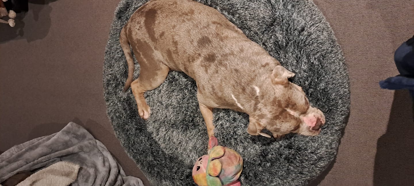 Customer photo review of Premium Calming Pet Bed with Removable Cover