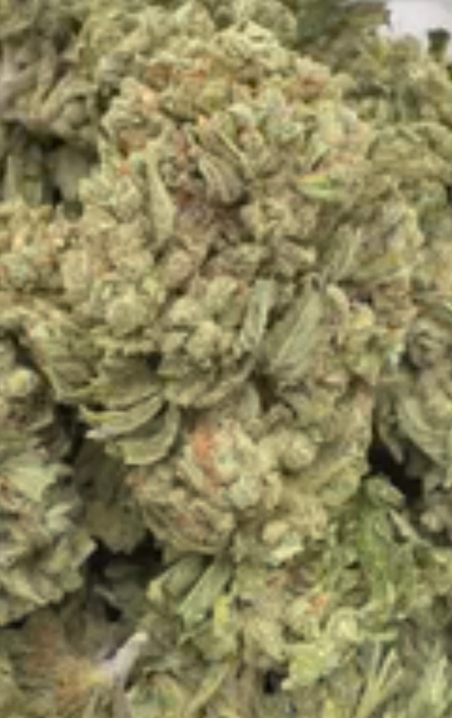 Customer photo review of Heavy OG - Bulk - Indica