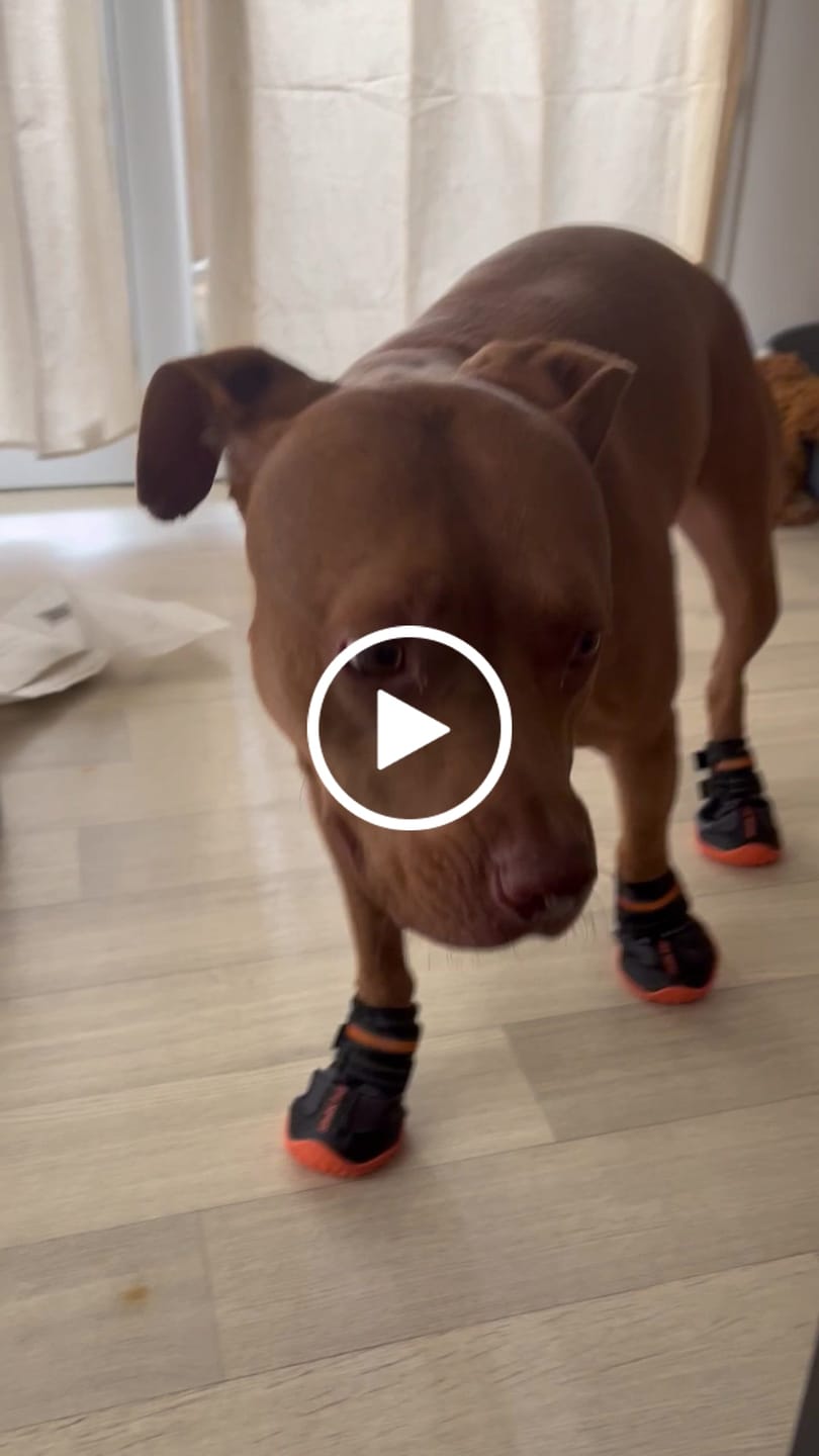 Customer video review of Spark Paws 365 -  The All-Season Dog Shoes - Black Orange