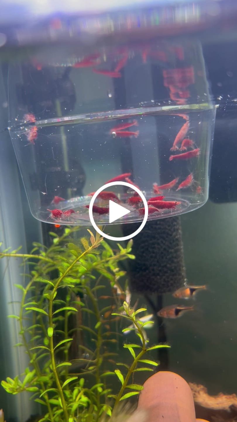 Customer video review of Fire Red Cherry Shrimp