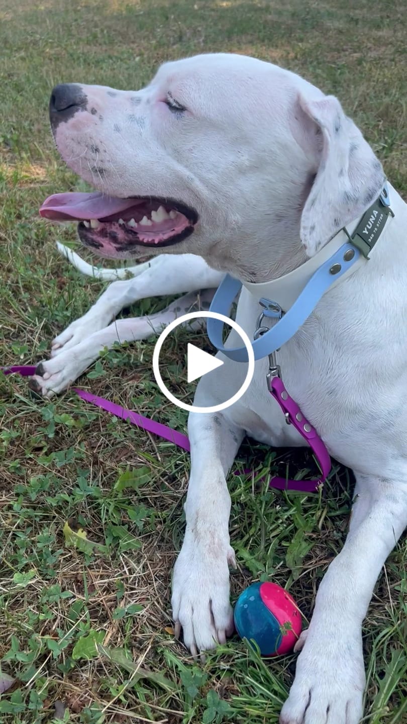 Customer video review of Dog ID Attachment Tag (8 Colour Choices)