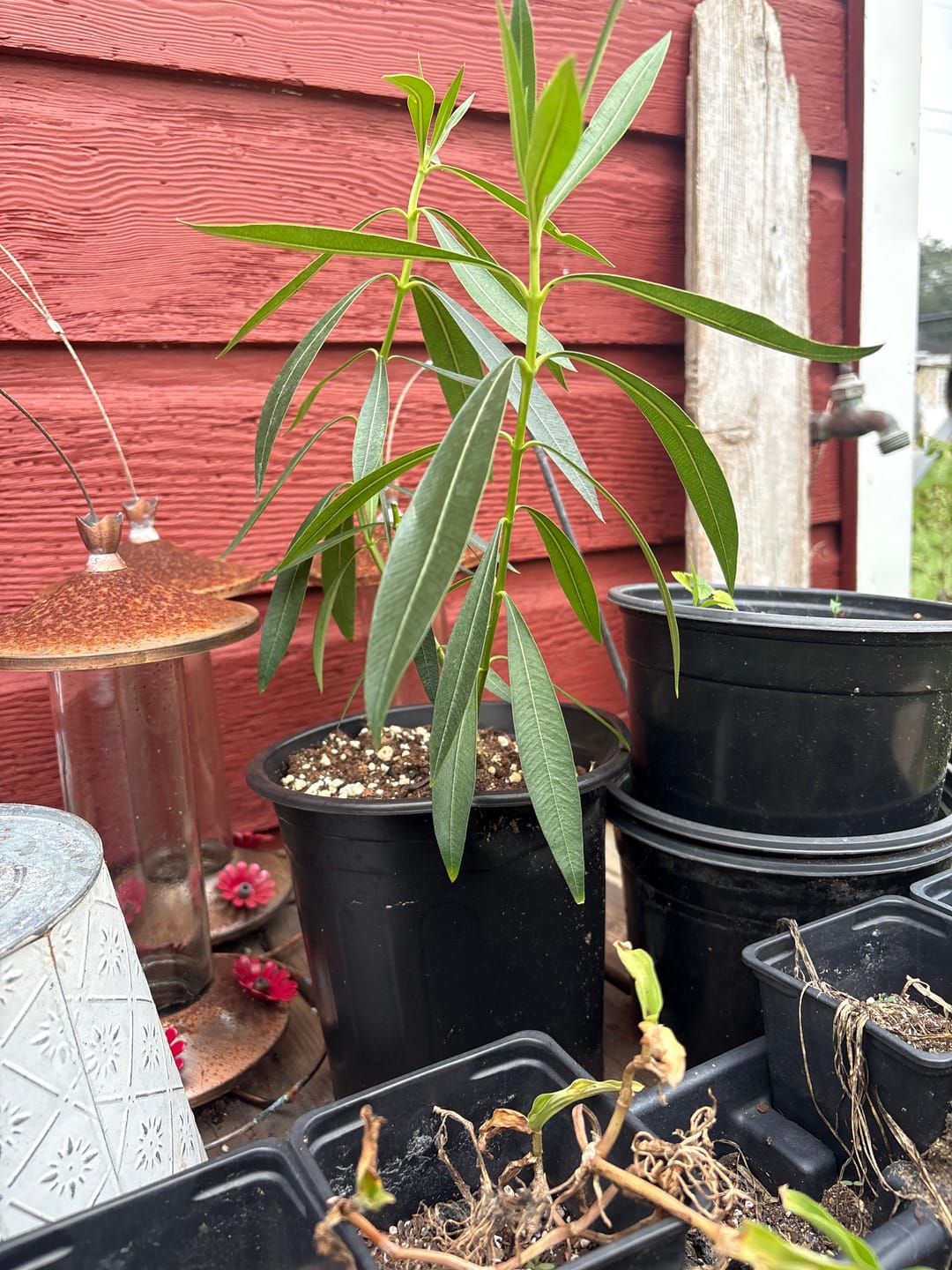Customer photo review of Leccino Olive