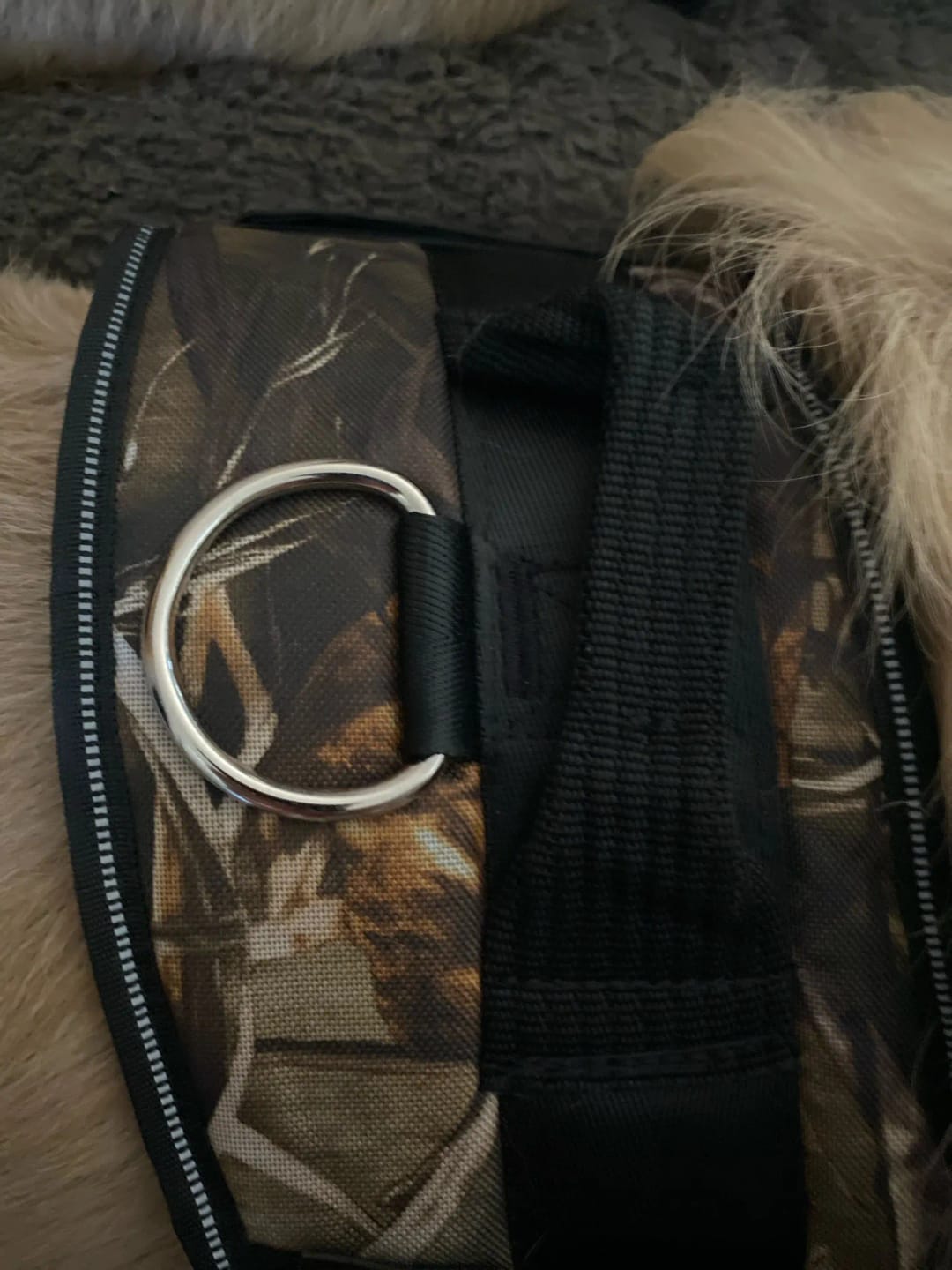 Customer photo review of Pettorina Regolabile Cane Sicura