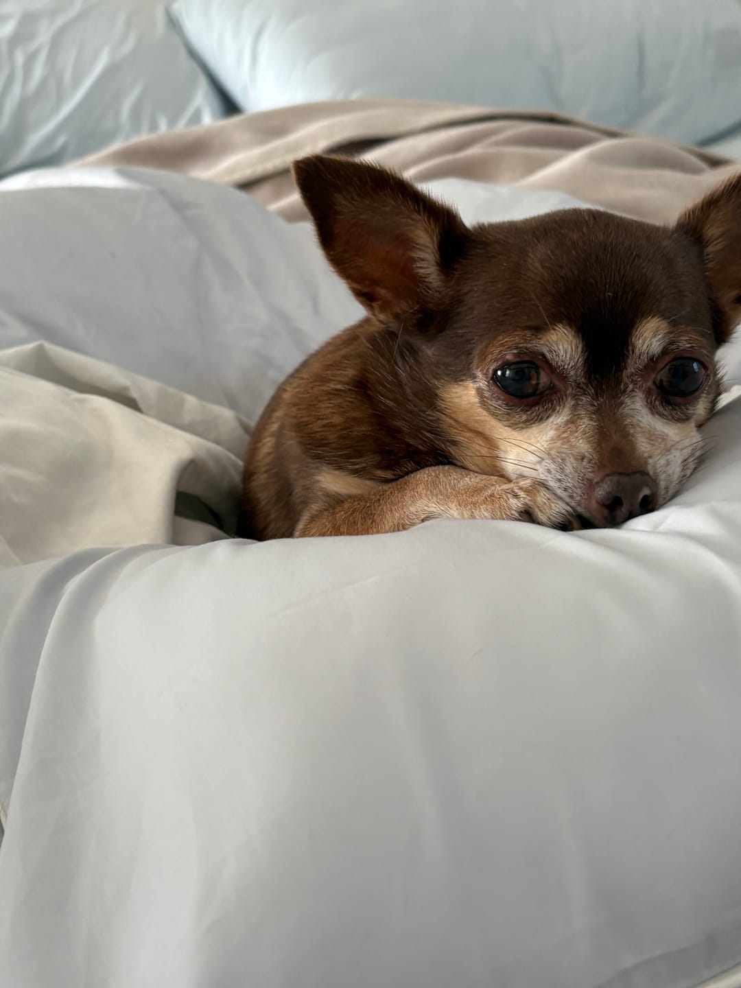 Customer photo review of Classic Piped Toddler Duvet - Blue