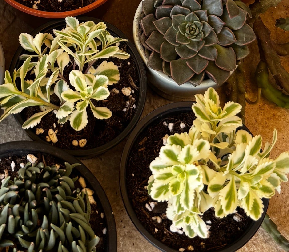 Customer photo review of Sedum takesimense 'Atlantis'