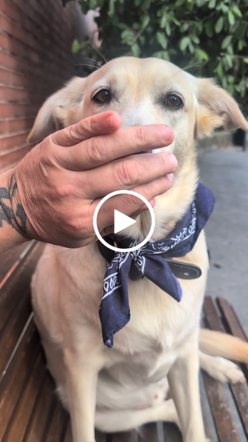 Customer video review of Aussie Roo Trainers (Bite Size) Small - Medium Dogs