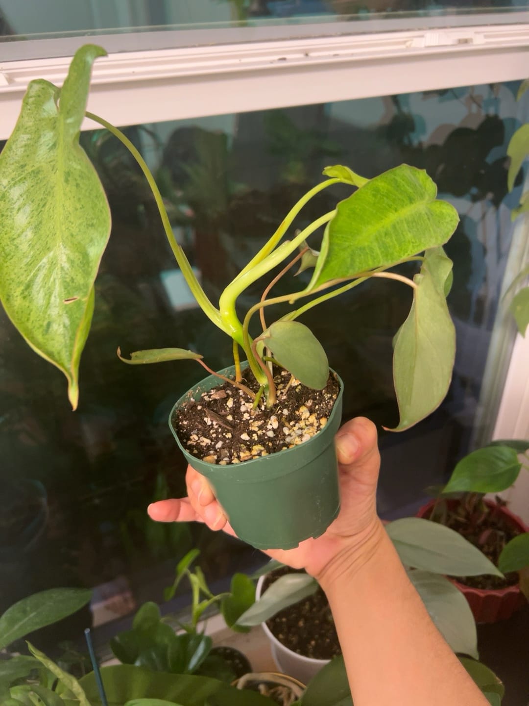 Customer photo review of Philodendron 'Paraiso Verde'