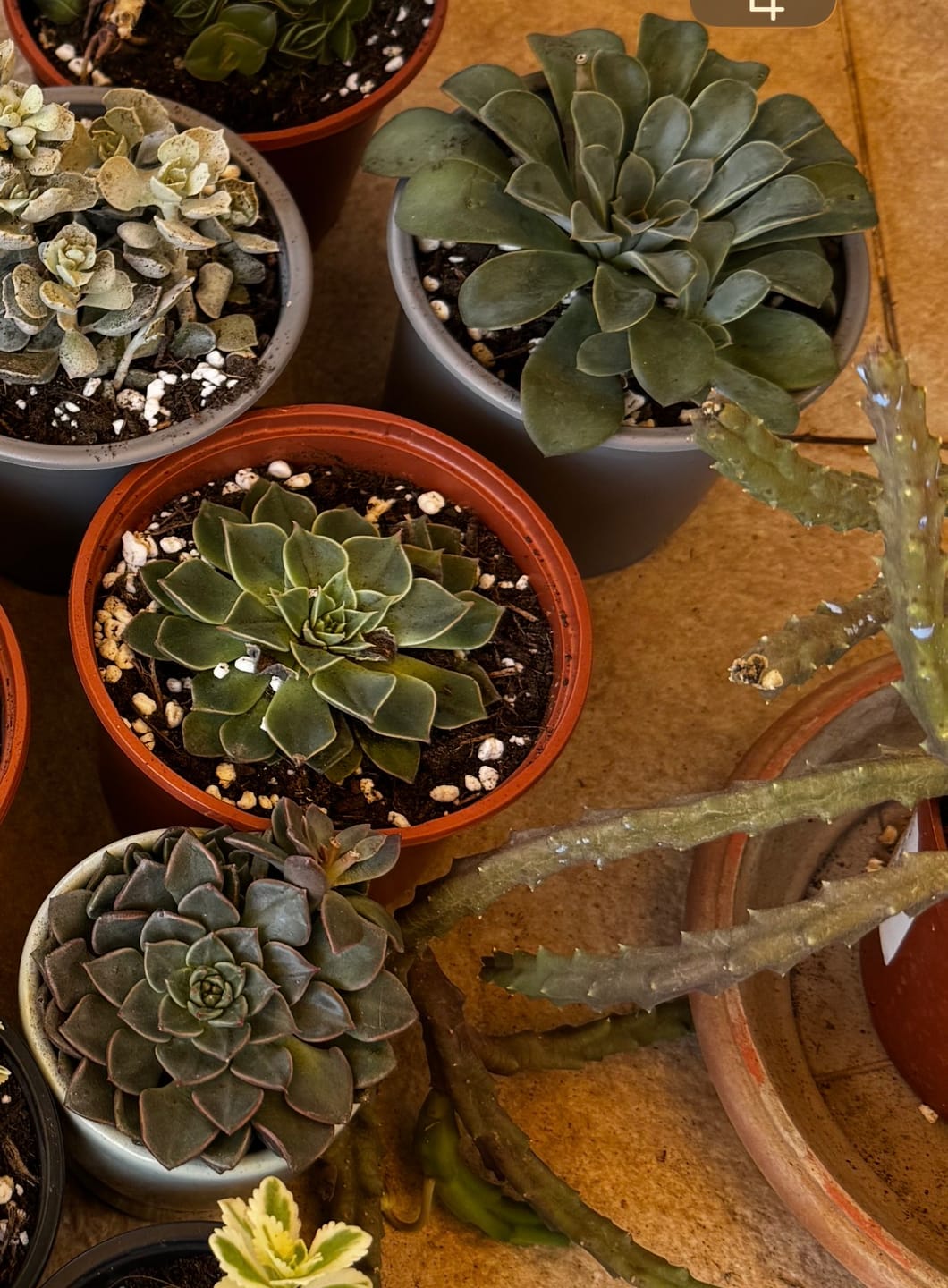 Customer photo review of Graptopetalum bellum (Chihuahua Flower)