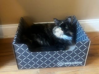 Customer photo review of Hide & Scratch Extra-Large Cat Scratcher Box