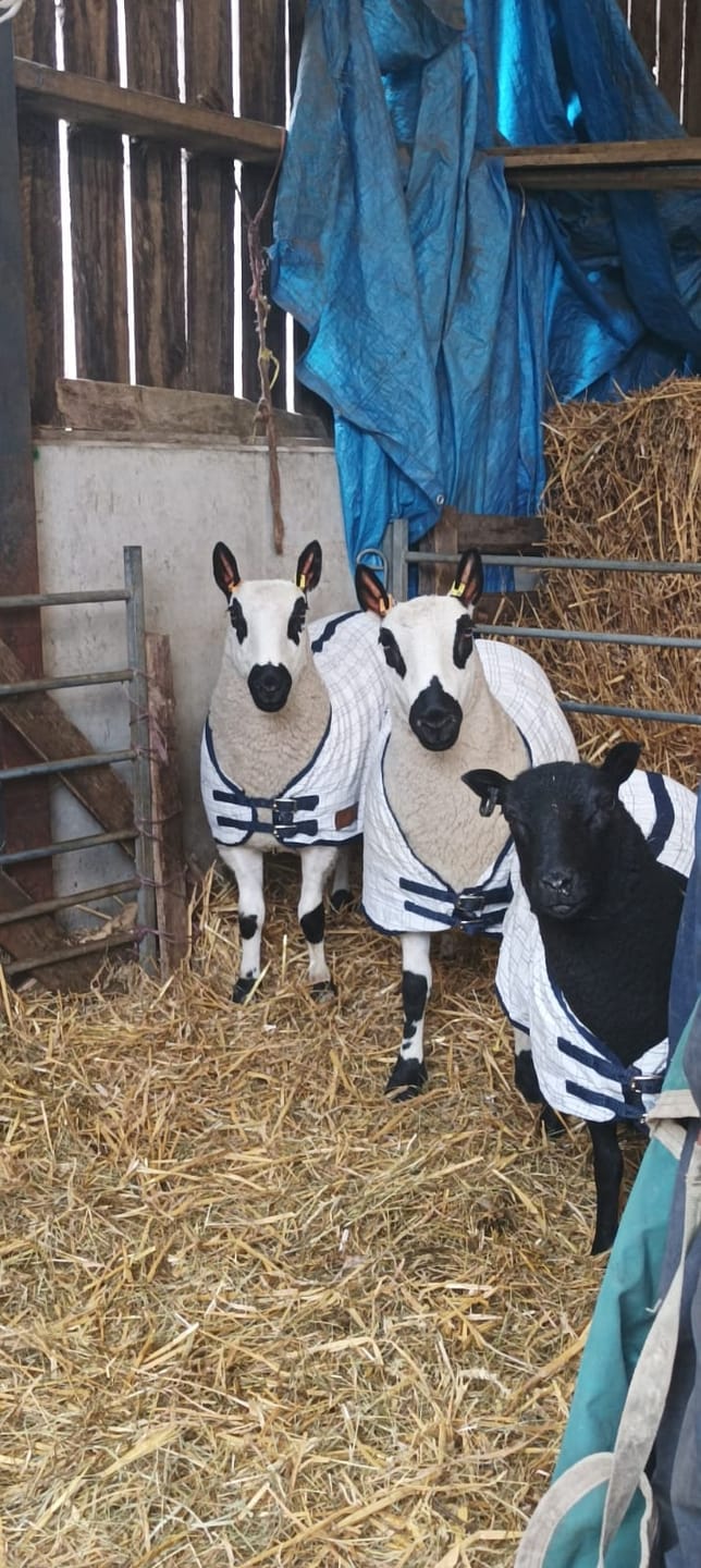 Customer photo review of Travel & Show Sheep Coat