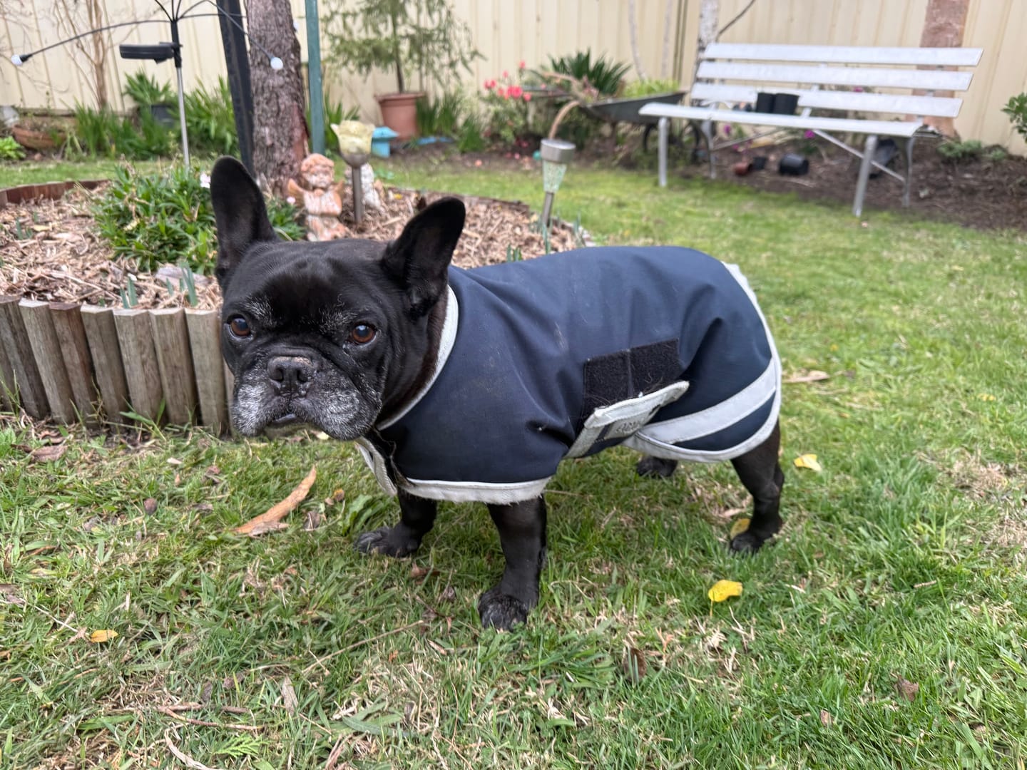 Customer photo review of Rambo Waterproof Dog Rug
