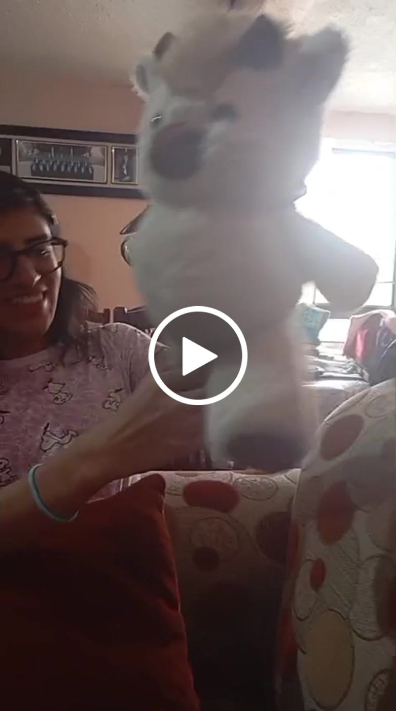 Customer video review of Original Movito™ El peluche que corre