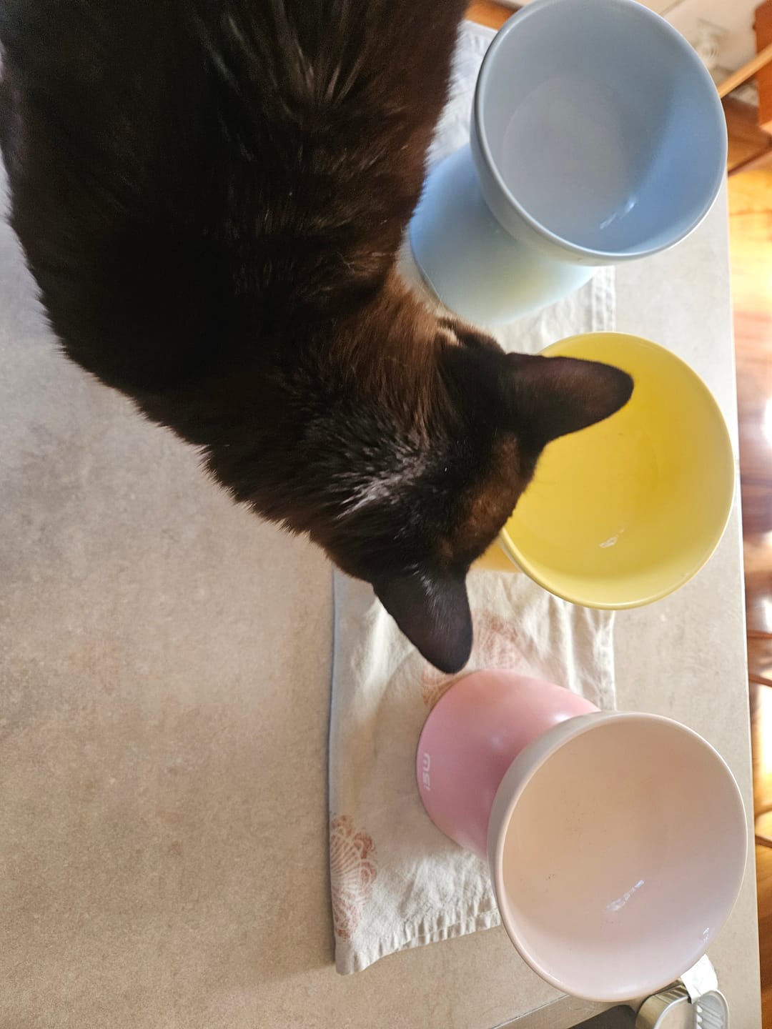 Customer photo review of Makesure Sugar Bean Ceramic Double Pet Bowls For Cat and Small Dogs
