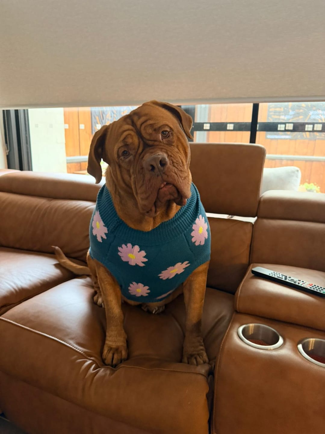 Customer photo review of Flower Knit Dog Sweater