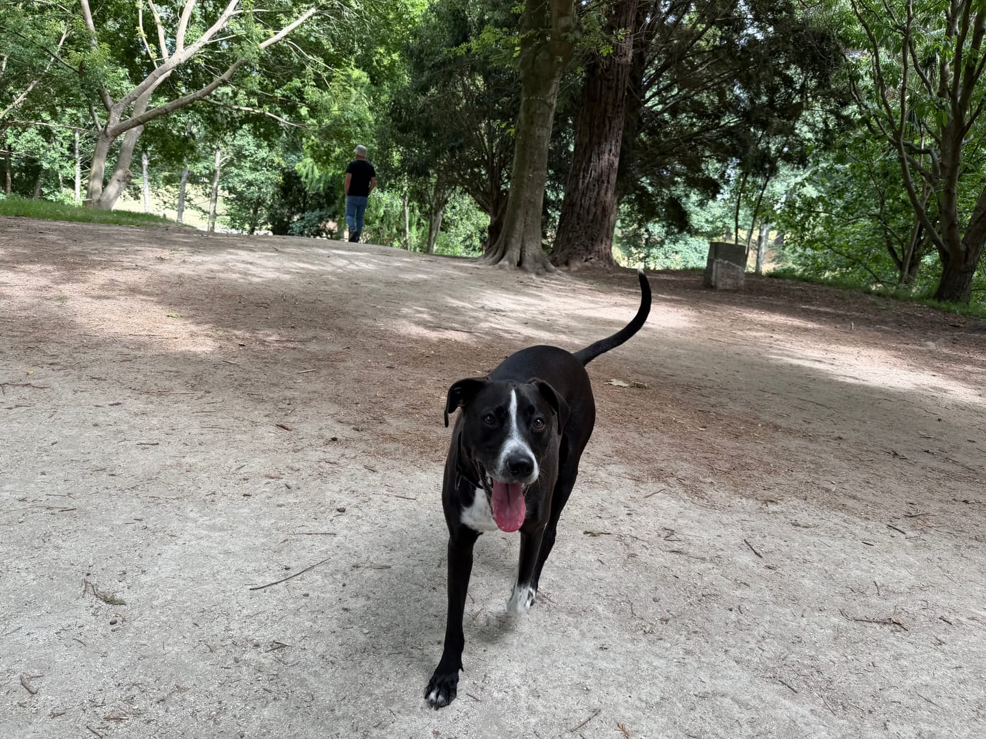 Customer photo review of NexGard SPECTRA for Large Dogs 15.1-30kg