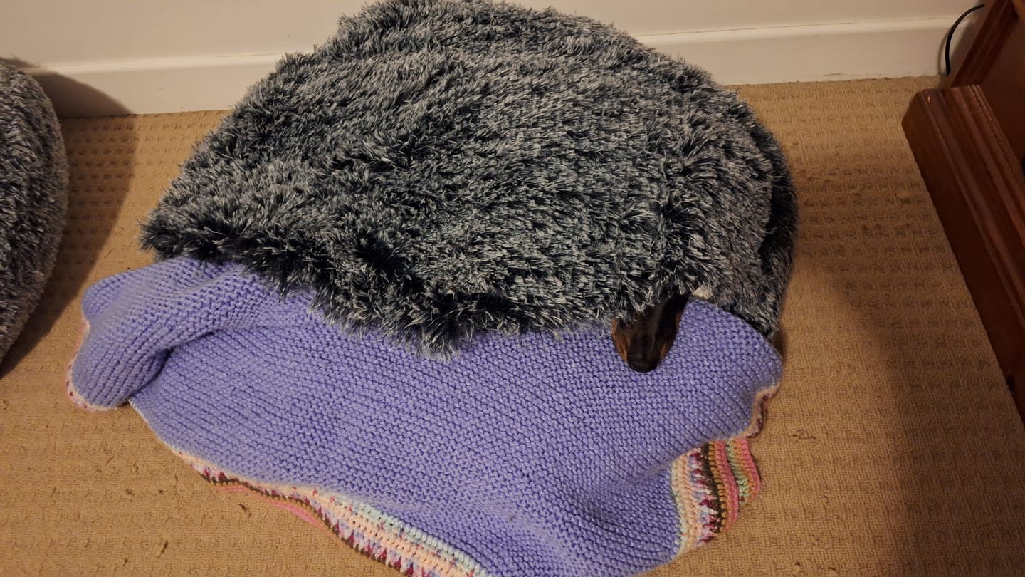 Customer photo review of Pet Cave Dog Bed - Removable Cover