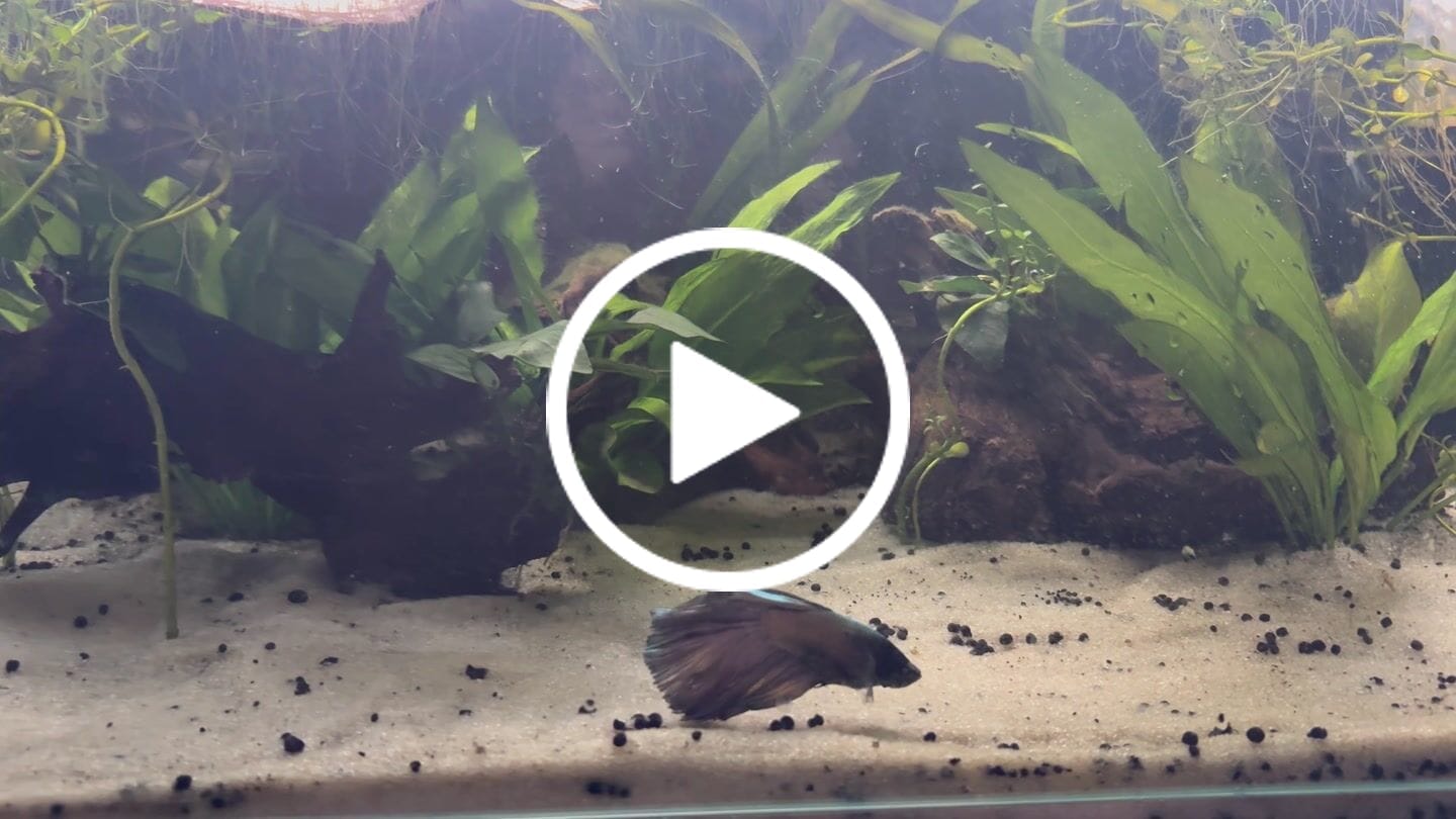 Customer video review of Copper Steel Halfmoon Male Betta Fish