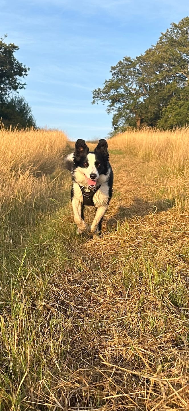 Customer photo review of Trail & Glow Tweed Dog Harness - Colour Drops - Charcoal Tweed