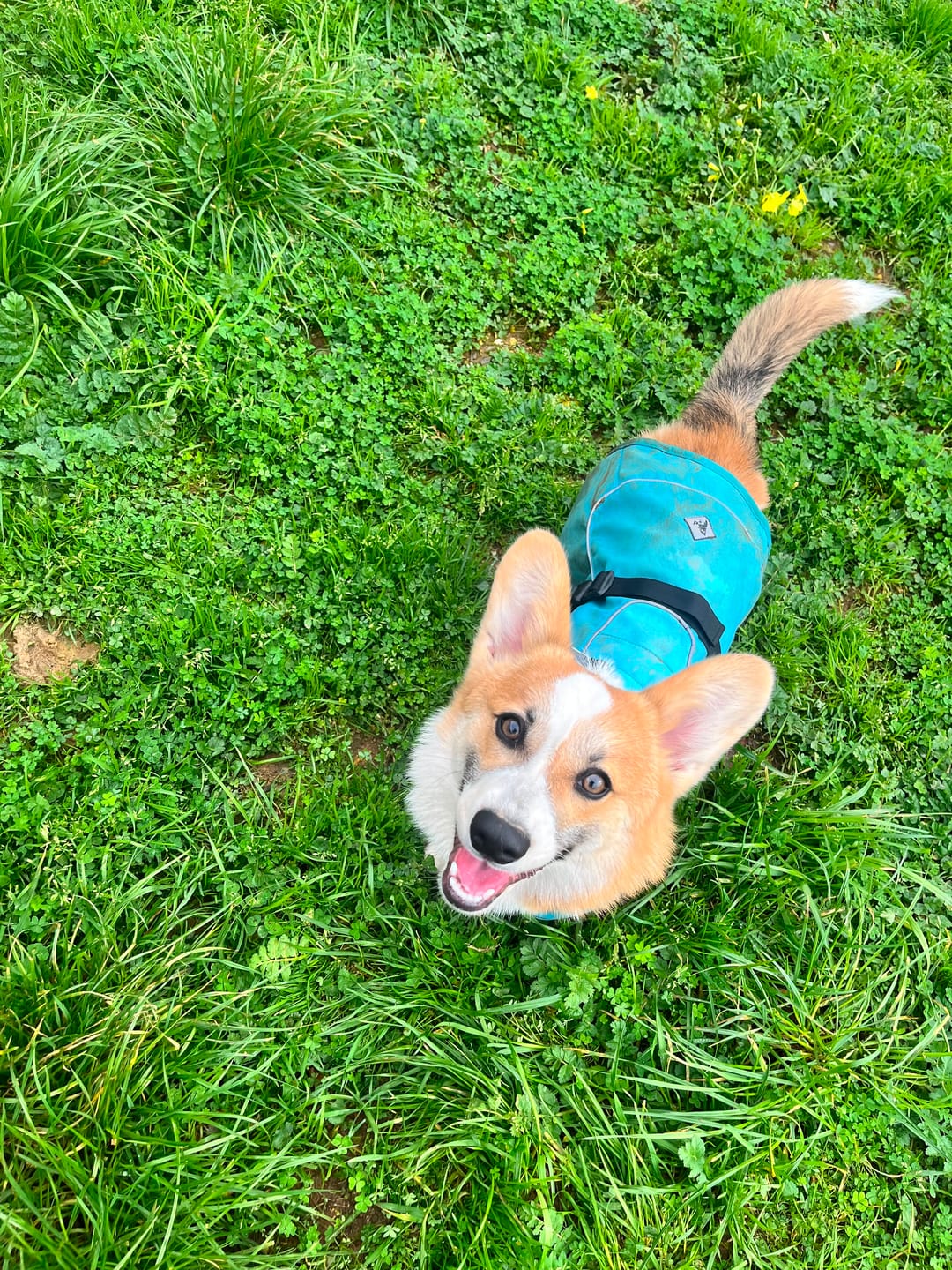 Customer photo review of Impermeable para perros Windhook — Celeste