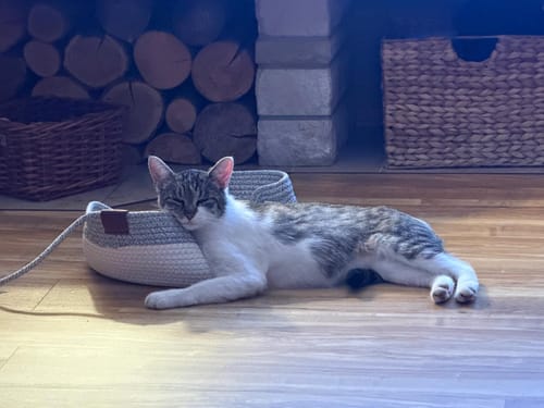 Kundenbewertung mit Foto zu Fellnest Katzenkorb