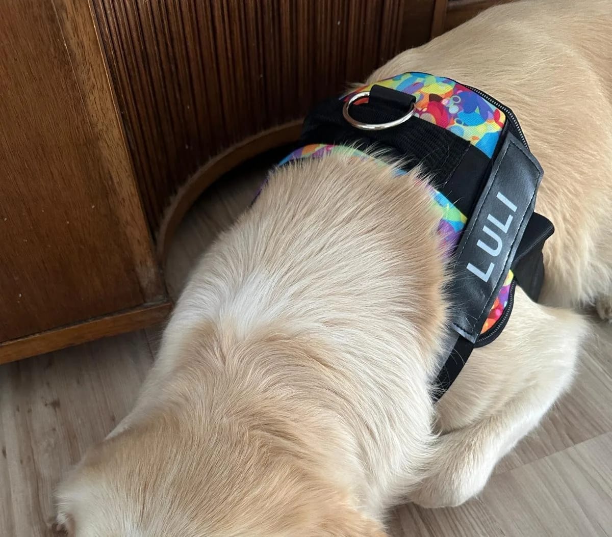 Customer photo review of Pettorina Regolabile Cane Sicura