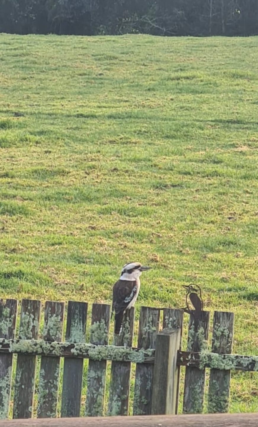 Customer photo review of Kookaburra
