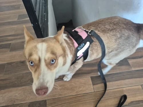 Customer photo review of Pettorina Regolabile Cane Sicura