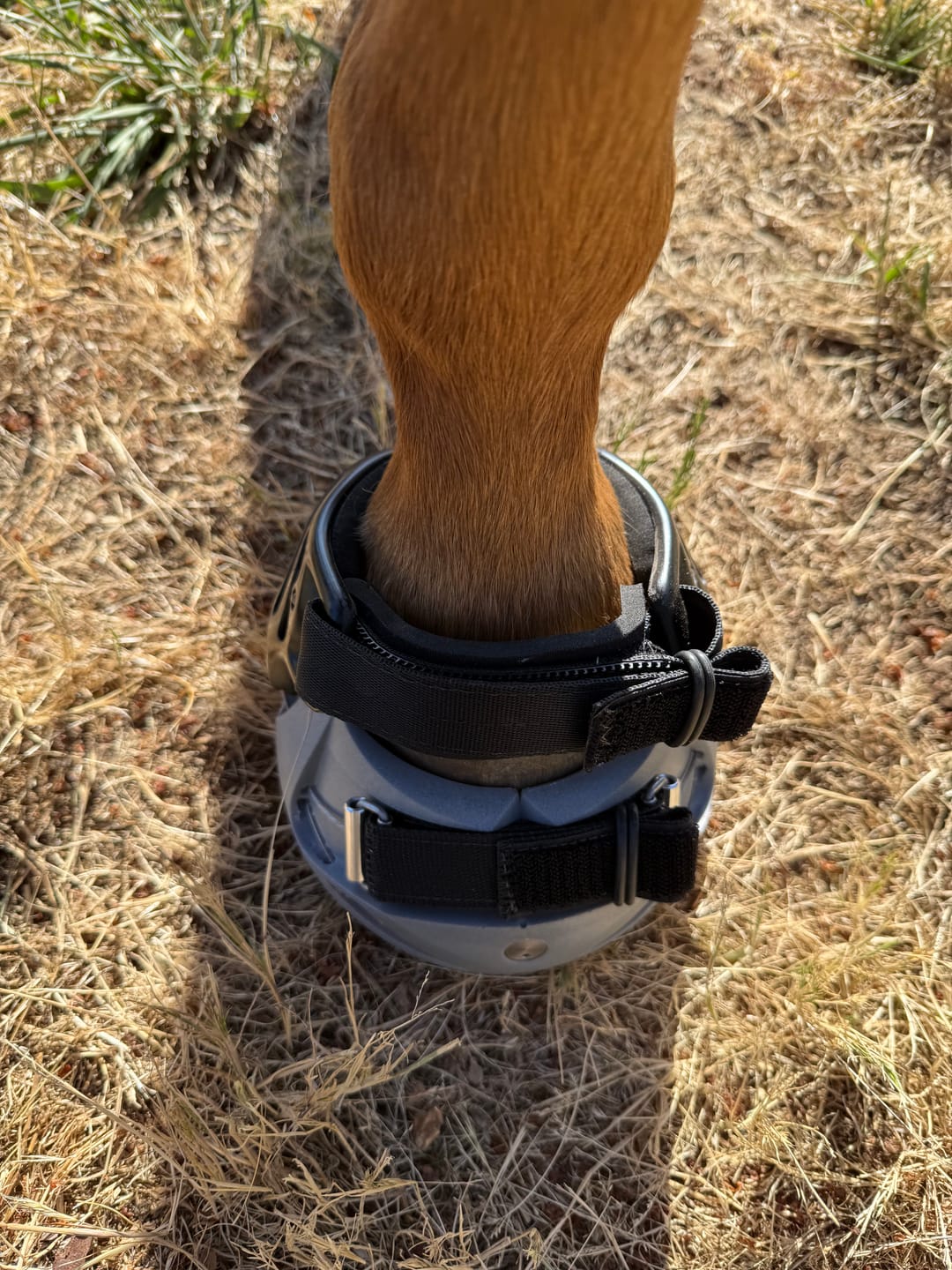 Customer photo review of Renegade® Viper Shield™ Hoof Boot Seconds - Black Knight