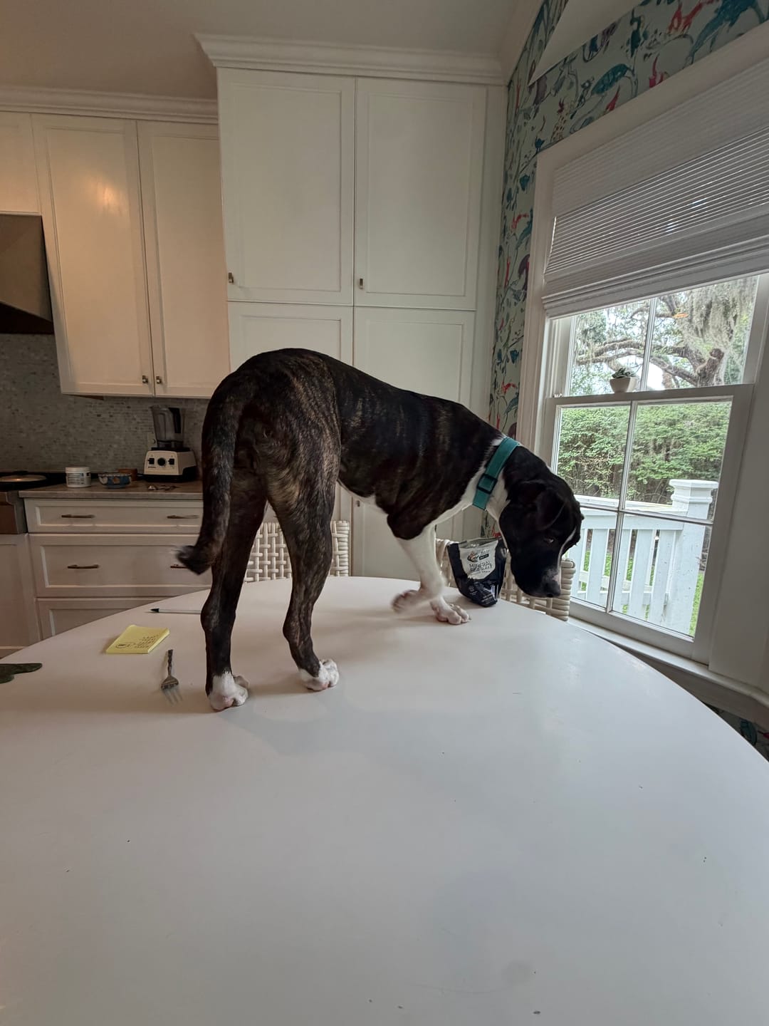 Customer photo review of 6 Inch Standard 31 Pack - Bully Sticks