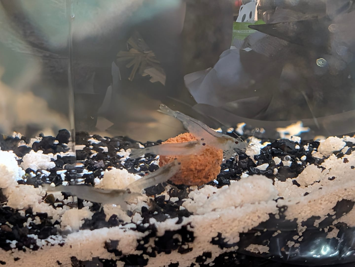 Customer photo review of Amano Shrimp