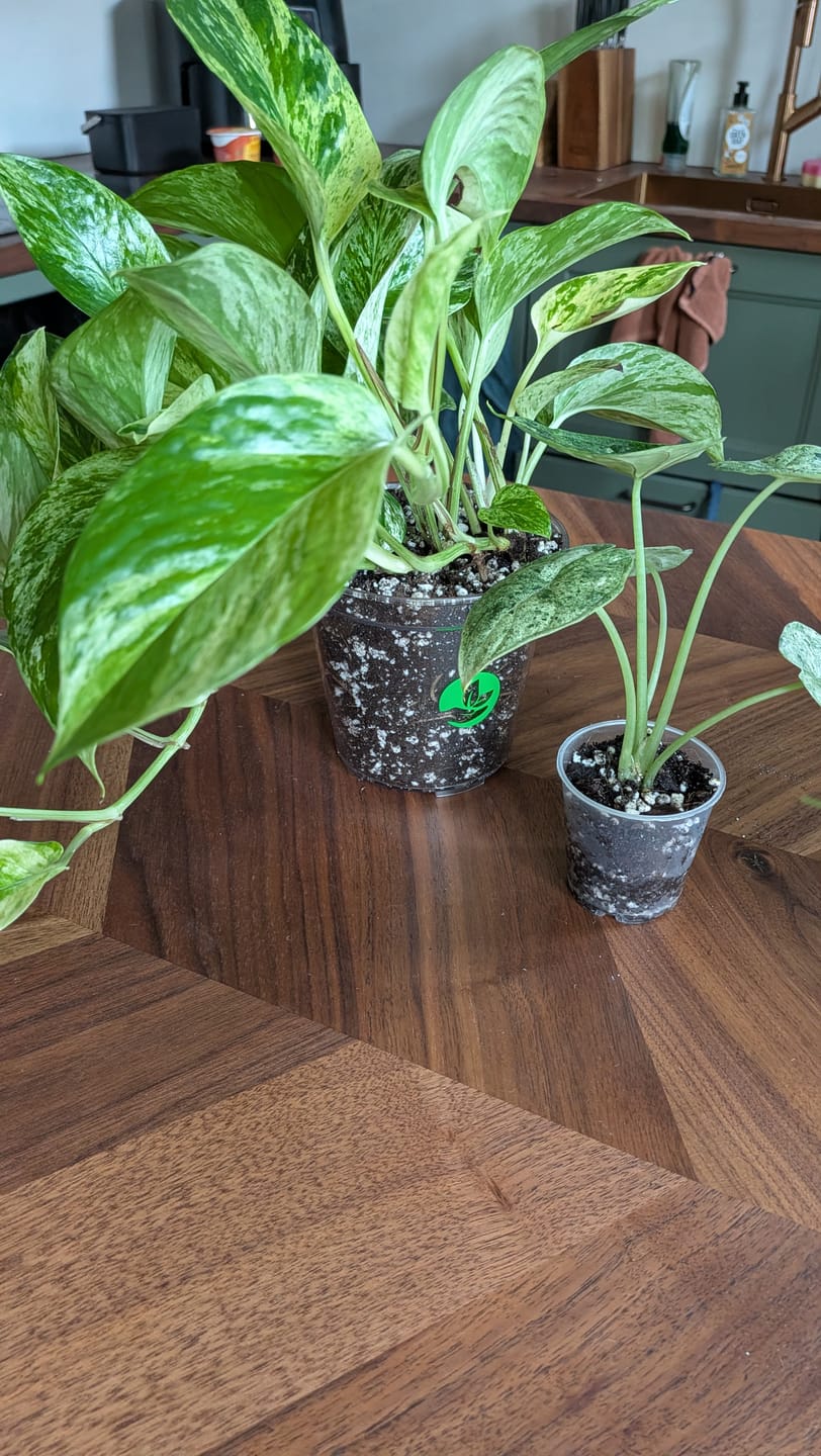 Customer photo review of Clear Orchid Plant Pots