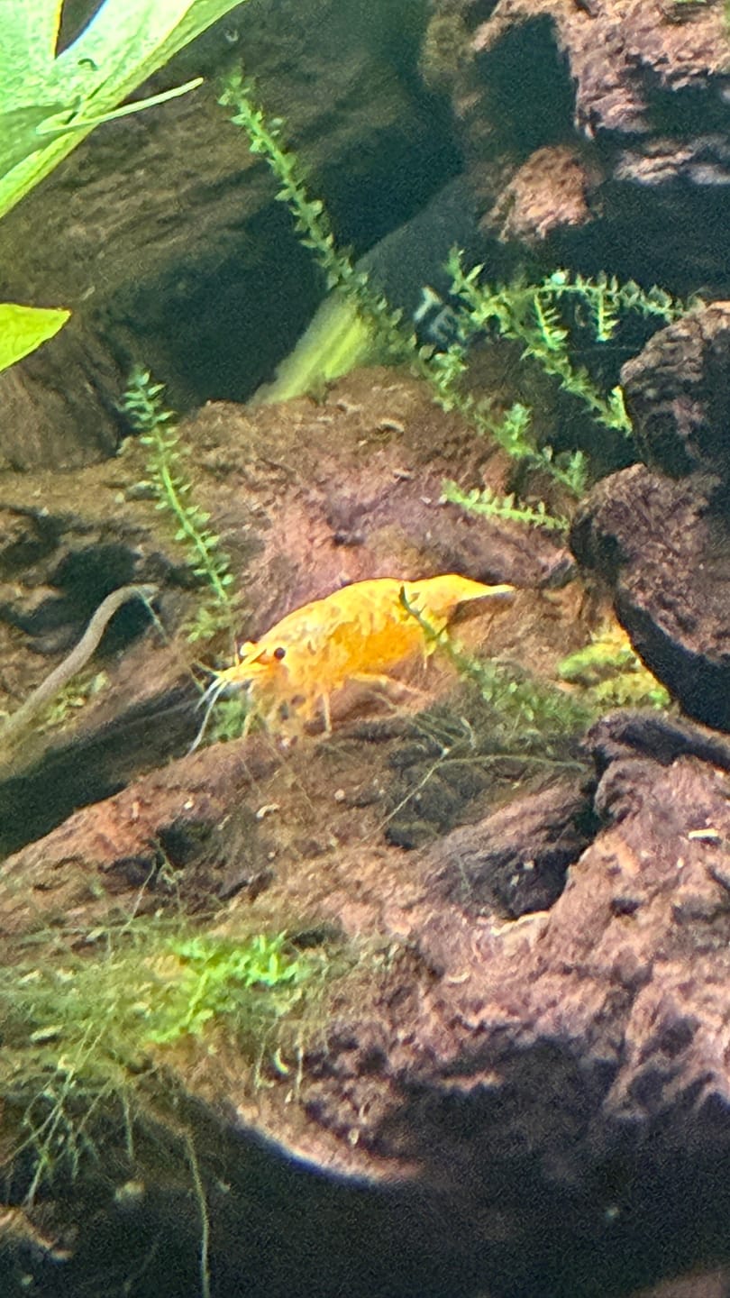 Customer photo review of Skittles Shrimp