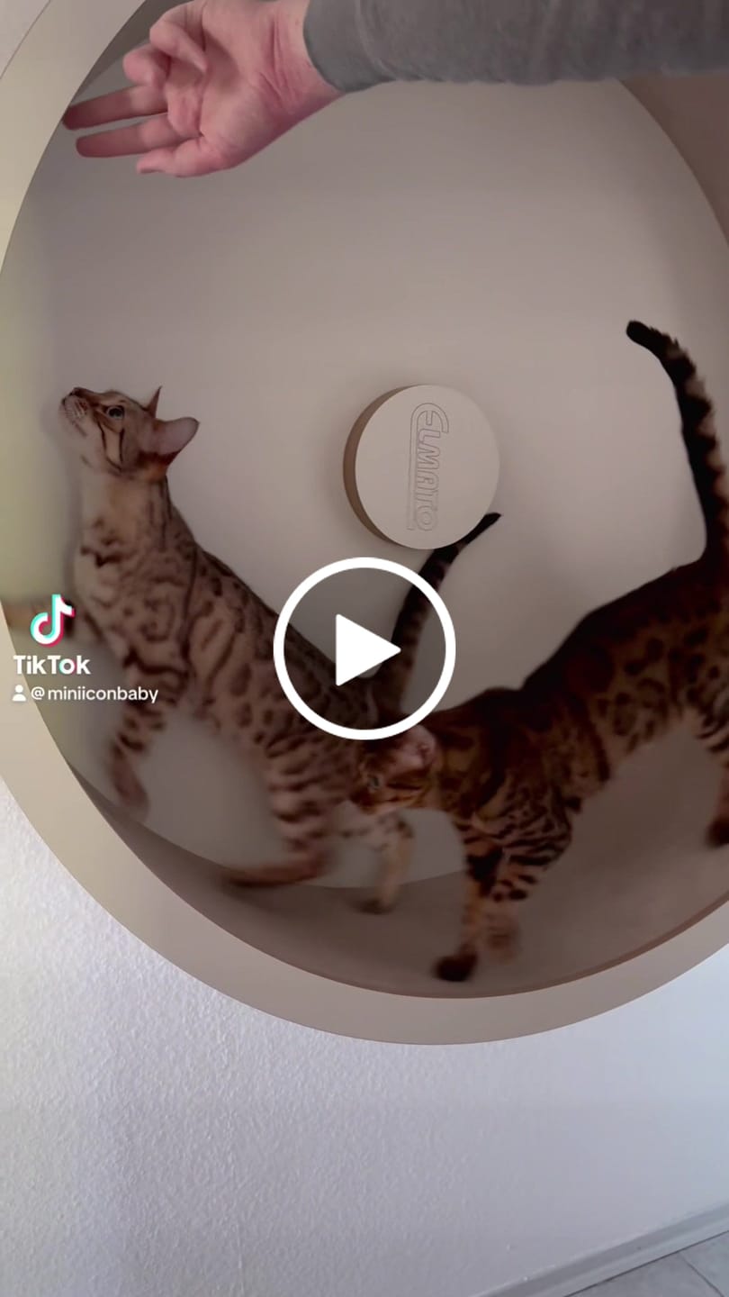 Customer video review of Elmato Katzenlaufrad Rocky Wandlaufrad