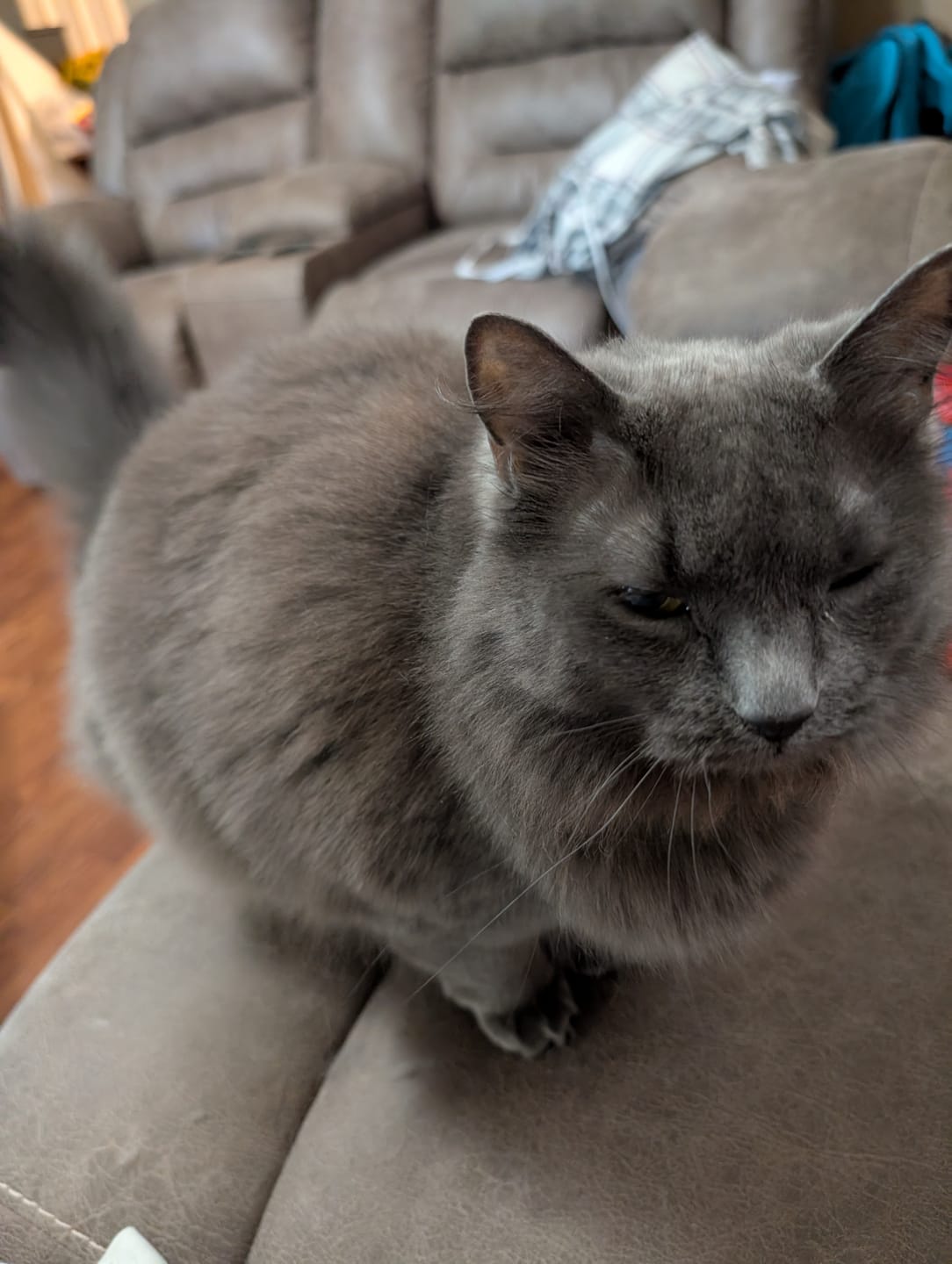 Customer photo review of FurLife™ - 8 Months All Natural Flea and Tick Collar for Cats